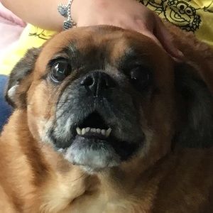 Meet your Posher, Morgan